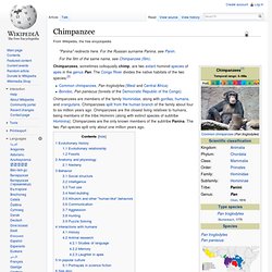 Chimpanzee