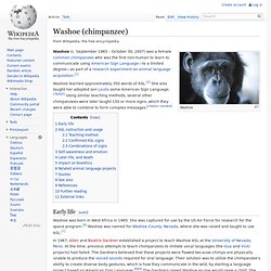 Washoe (chimpanzee)