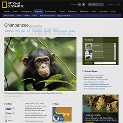 Chimpanzees, Chimpanzee Pictures, Chimpanzee Facts