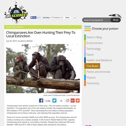 Chimpanzees Are Over-Hunting Their Prey To Local Extinction