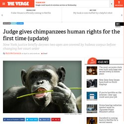 Judge gives chimpanzees human rights for the first time (update)