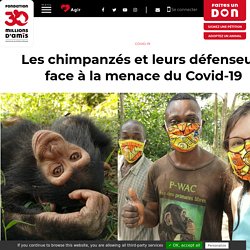 30 MILLIONS D AMIS 14/05/20 Les chimpanzés et leurs défenseurs face à la menace du Covid-19