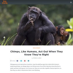 Chimps, Like Humans, Act Out When They Know They're Right