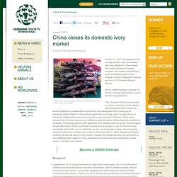 China closes its domestic ivory market