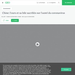 AFP 02/04/20 Chine: l'ours et sa bile sacrifiés sur l'autel du coronavirus