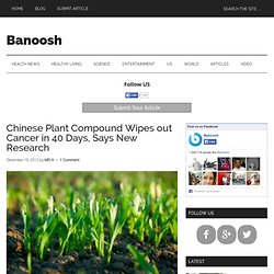 Chinese Plant Compound Wipes out Cancer in 40 Days, Says New Research
