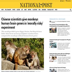 Chinese scientists give monkeys human brain genes in ‘morally risky’ experiment