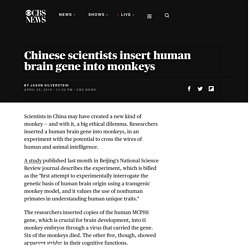 Chinese scientists insert human brain gene into monkeys