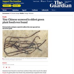 Tiny Chinese seaweed is oldest green plant fossil ever found
