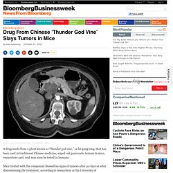 Drug From Chinese ‘Thunder God Vine’ Slays Tumors in Mice