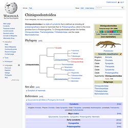 Chiniquodontoidea