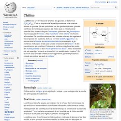 Chitine - Wikipdia