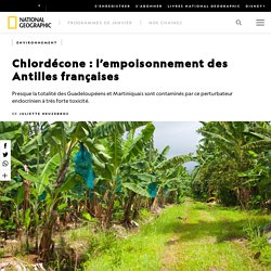 Chlordécone : l’empoisonnement des Antilles françaises