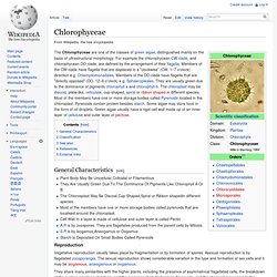 Chlorophyceae