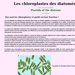 Chloroplastes des diatomées