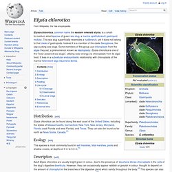 Elysia chlorotica
