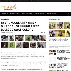 Best Chocolate French Bulldog : Stunning French Bulldog Coat Colors - PetCareStores