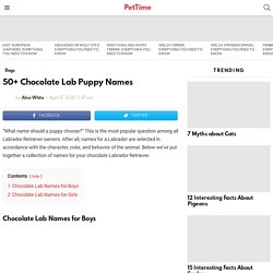50+ Chocolate Lab Puppy Names - PetTime