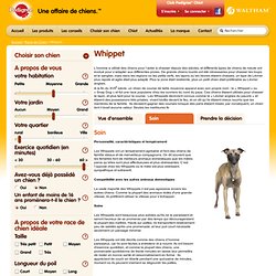 Choisir son chien - race de chien Whippet - Pedigree®