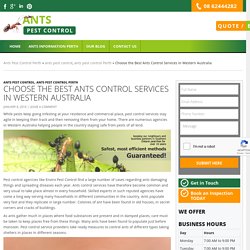 Choose the Best Ants Control Services in WA