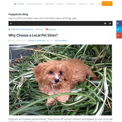 Why Choose A Local Pet Sitter? - PuppyGoGo Blog