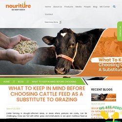 What To Keep In Mind Before Choosing Cattle Feed As A Substitute To Grazing
