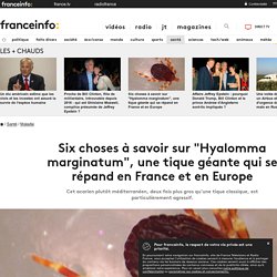 Six choses à savoir sur "Hyalomma marginatum", une tique géante qui se répand en France et en Europe