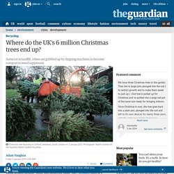 Where do the UK's 6 million Christmas trees end up?