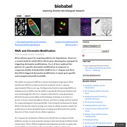 RNAi and Chromatin Modification