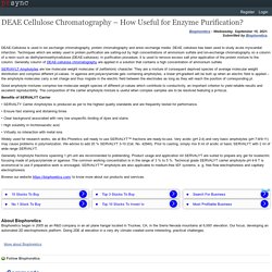 DEAE Cellulose Chromatography