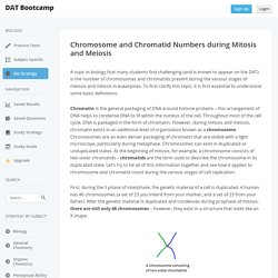 Chromosome and Chromatid Numbers during Mitosis and Meiosis