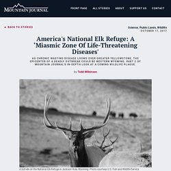 Chronic Wasting Disease Looms As Deadly Threat To Country's Greatest Elk Herds