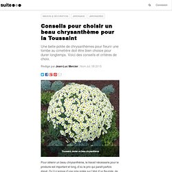 Conseils pour choisir un beau chrysanthème pour la Toussaint