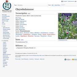 Chrysobalanaceae