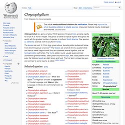 Chrysophyllum