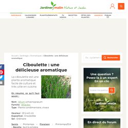 Ciboulette : culture, entretien et récolte de ciboulette