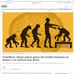 Científicos chinos ponen genes del cerebro humano en monos y se vuelven más listos
