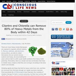 Cilantro and Chlorella can Remove 80% of Heavy Metals from the Body within 42 Days