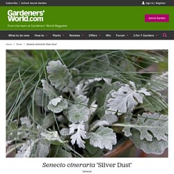 Senecio cineraria 'Silver Dust' - BBC Gardeners' World Magazine