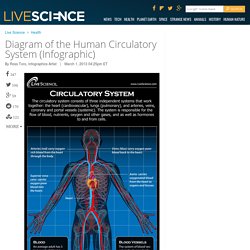 Human Circulatory System - Diagram - How It Works