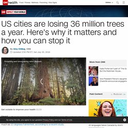 US cities are losing 36 million trees a year. Here's why it matters and how you can stop it