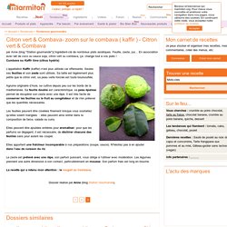 Citron vert & Combava- zoom sur le combava ( kaffir ) - Citron vert & Combava