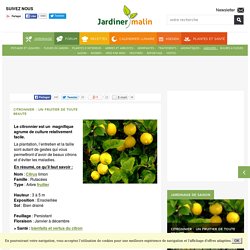 Citronnier : entretien, taille et récolte des citrons