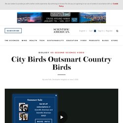City Birds Outsmart Country Birds