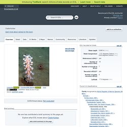 Cladorhizidae - Information on Cladorhizidae
