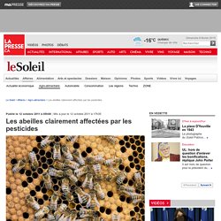 Cultures génétiquement modifiées: les abeilles affectées par les pesticides