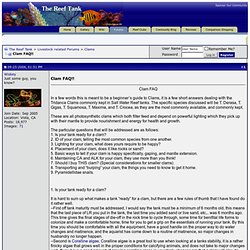 Clam FAQ!! - The Reef Tank