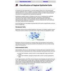 Classification of Vaginal Epithelial Cells