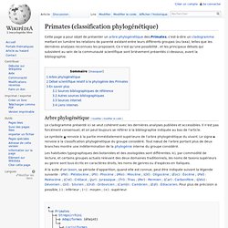 Primates (classification phylogénétique)
