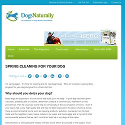SPRING CLEANING FOR YOUR DOG